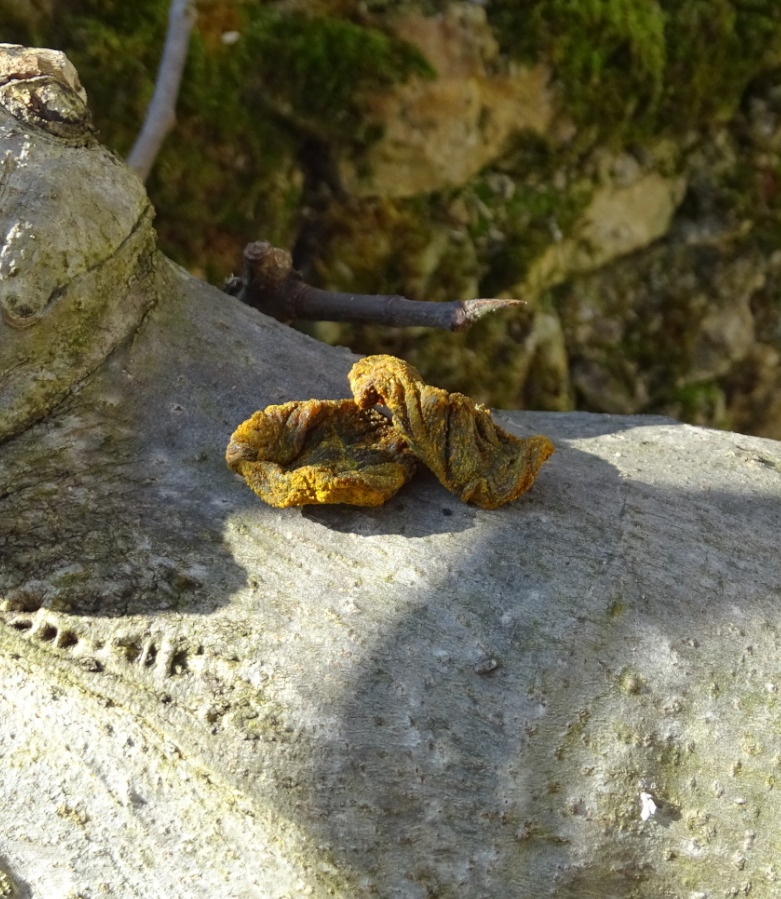 Boeuf curcuma