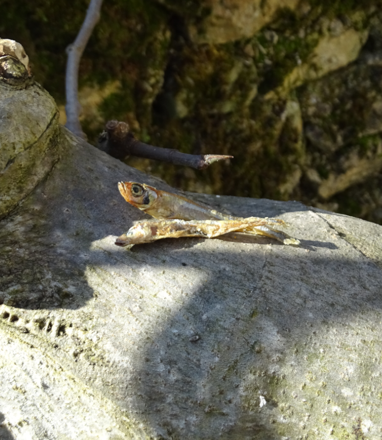 Sprats Déshydratés